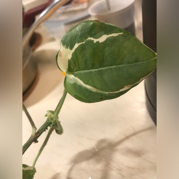 Manjula plant - Picture 7 of 14